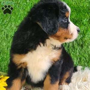 LUNA, Bernese Mountain Dog Puppy