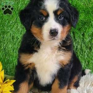LUNA, Bernese Mountain Dog Puppy