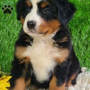 LUNA, Bernese Mountain Dog Puppy