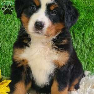 LUNA, Bernese Mountain Dog Puppy