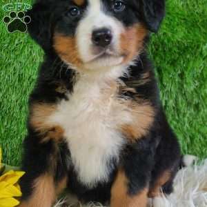 LUNA, Bernese Mountain Dog Puppy