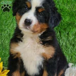 LUNA, Bernese Mountain Dog Puppy