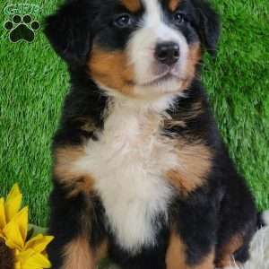 LUNA, Bernese Mountain Dog Puppy