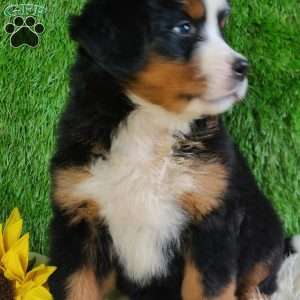 LUNA, Bernese Mountain Dog Puppy