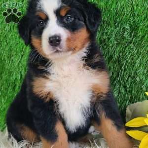 LUNA, Bernese Mountain Dog Puppy