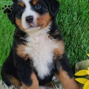 LUNA, Bernese Mountain Dog Puppy