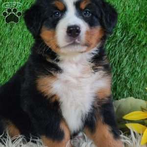 LUNA, Bernese Mountain Dog Puppy