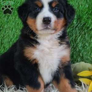 LUNA, Bernese Mountain Dog Puppy