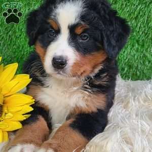 LUNA, Bernese Mountain Dog Puppy