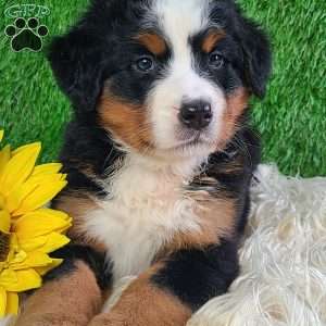 LUNA, Bernese Mountain Dog Puppy