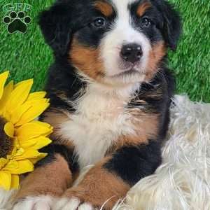 LUNA, Bernese Mountain Dog Puppy