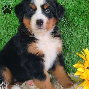 LUNA, Bernese Mountain Dog Puppy