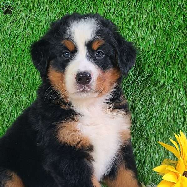LUNA, Bernese Mountain Dog Puppy
