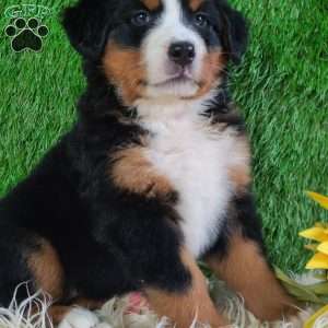 LUNA, Bernese Mountain Dog Puppy