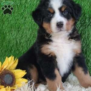 LUNA, Bernese Mountain Dog Puppy