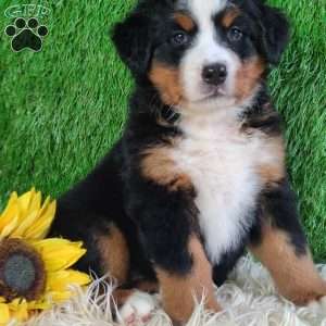 LUNA, Bernese Mountain Dog Puppy