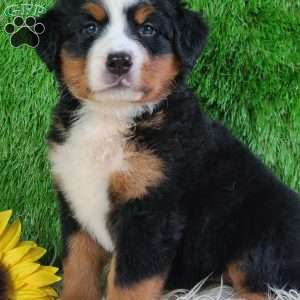 LUNA, Bernese Mountain Dog Puppy