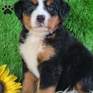LUNA, Bernese Mountain Dog Puppy