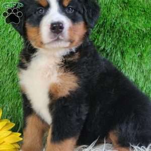 LUNA, Bernese Mountain Dog Puppy