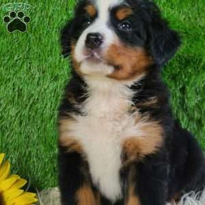 LUNA, Bernese Mountain Dog Puppy