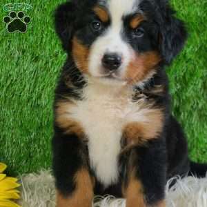 LUNA, Bernese Mountain Dog Puppy