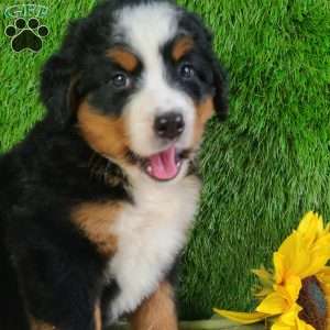 LUNA, Bernese Mountain Dog Puppy