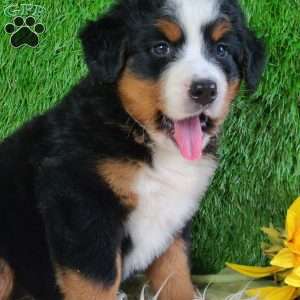 LUNA, Bernese Mountain Dog Puppy