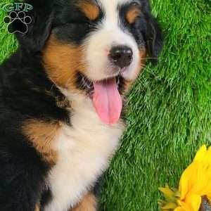 LUNA, Bernese Mountain Dog Puppy