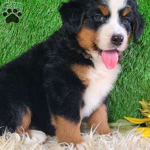 LUNA, Bernese Mountain Dog Puppy