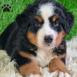 LUNA, Bernese Mountain Dog Puppy