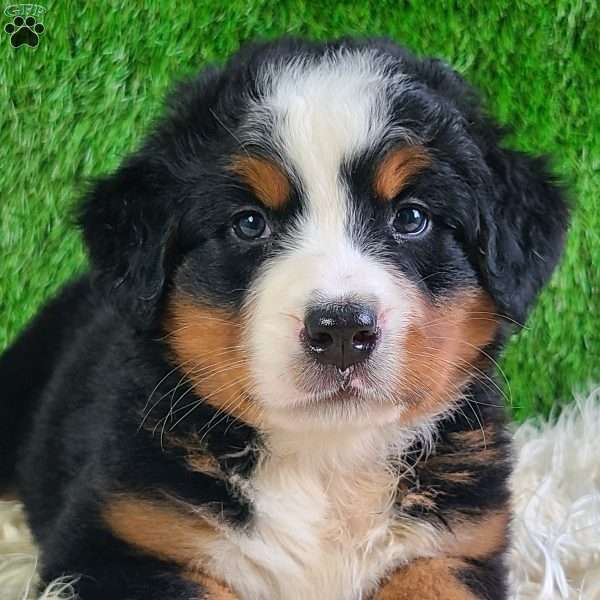 LUNA, Bernese Mountain Dog Puppy