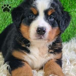 LUNA, Bernese Mountain Dog Puppy