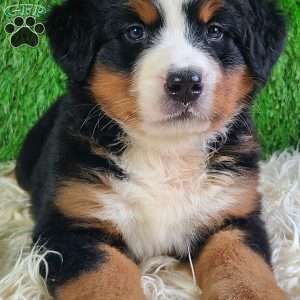 LUNA, Bernese Mountain Dog Puppy