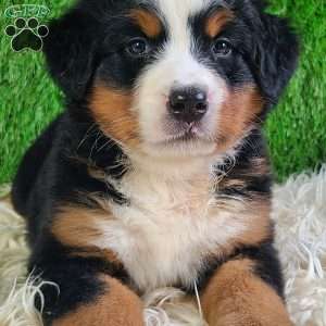 LUNA, Bernese Mountain Dog Puppy