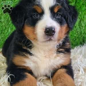 LUNA, Bernese Mountain Dog Puppy