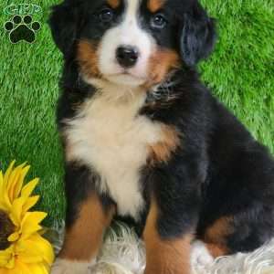 Selena, Bernese Mountain Dog Puppy
