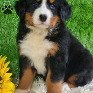 Selena, Bernese Mountain Dog Puppy