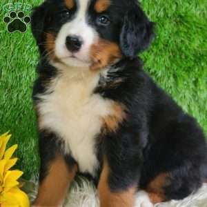 Selena, Bernese Mountain Dog Puppy