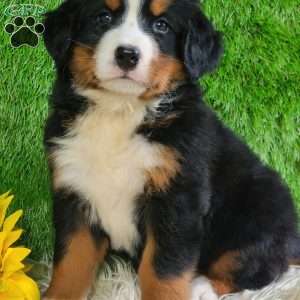 Selena, Bernese Mountain Dog Puppy