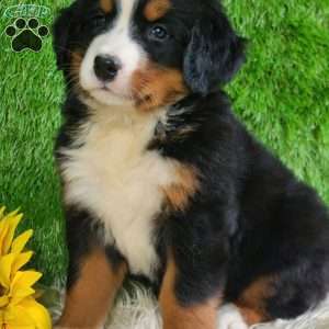Selena, Bernese Mountain Dog Puppy