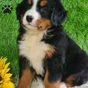 Selena, Bernese Mountain Dog Puppy