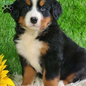 Selena, Bernese Mountain Dog Puppy