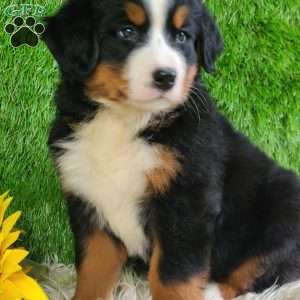 Selena, Bernese Mountain Dog Puppy