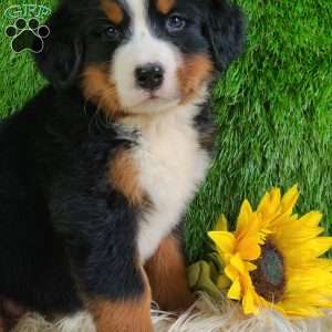 Selena, Bernese Mountain Dog Puppy
