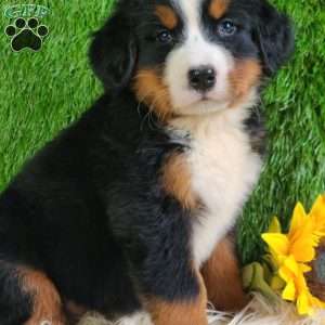 Selena, Bernese Mountain Dog Puppy