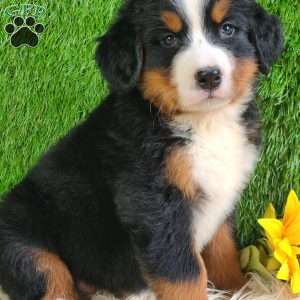 Selena, Bernese Mountain Dog Puppy