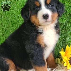 Selena, Bernese Mountain Dog Puppy