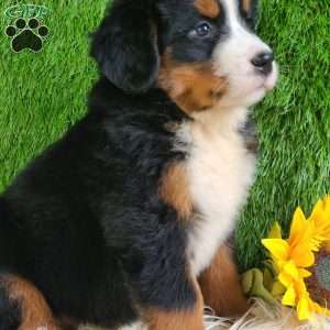 Selena, Bernese Mountain Dog Puppy