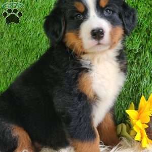 Selena, Bernese Mountain Dog Puppy