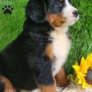 Selena, Bernese Mountain Dog Puppy